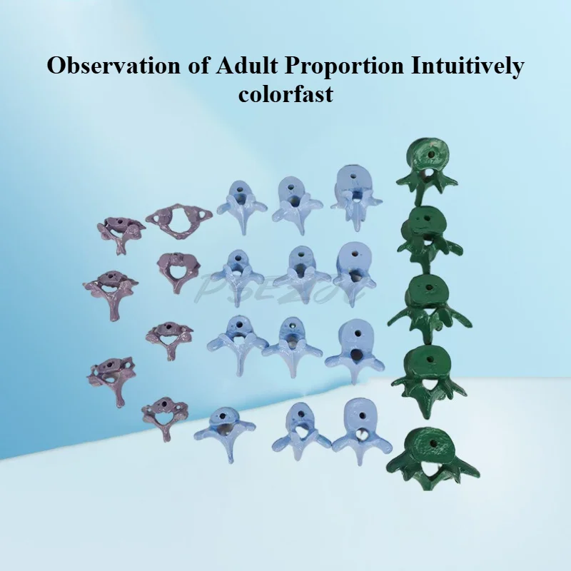 Human Spine Model Loose Parts Color Loose Spine Installation Simple Medical Teaching Student Tool