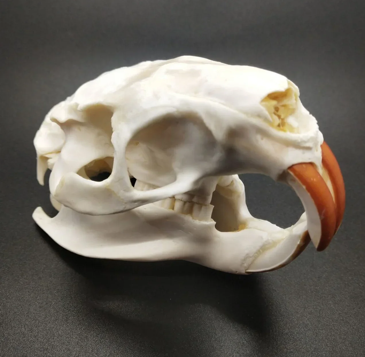 

1pc Taxidermy Myocastor Coypus Coypu Skull Specimen Animal Real Bone Skeleton Biology Halloween Christmas Decoration Noel