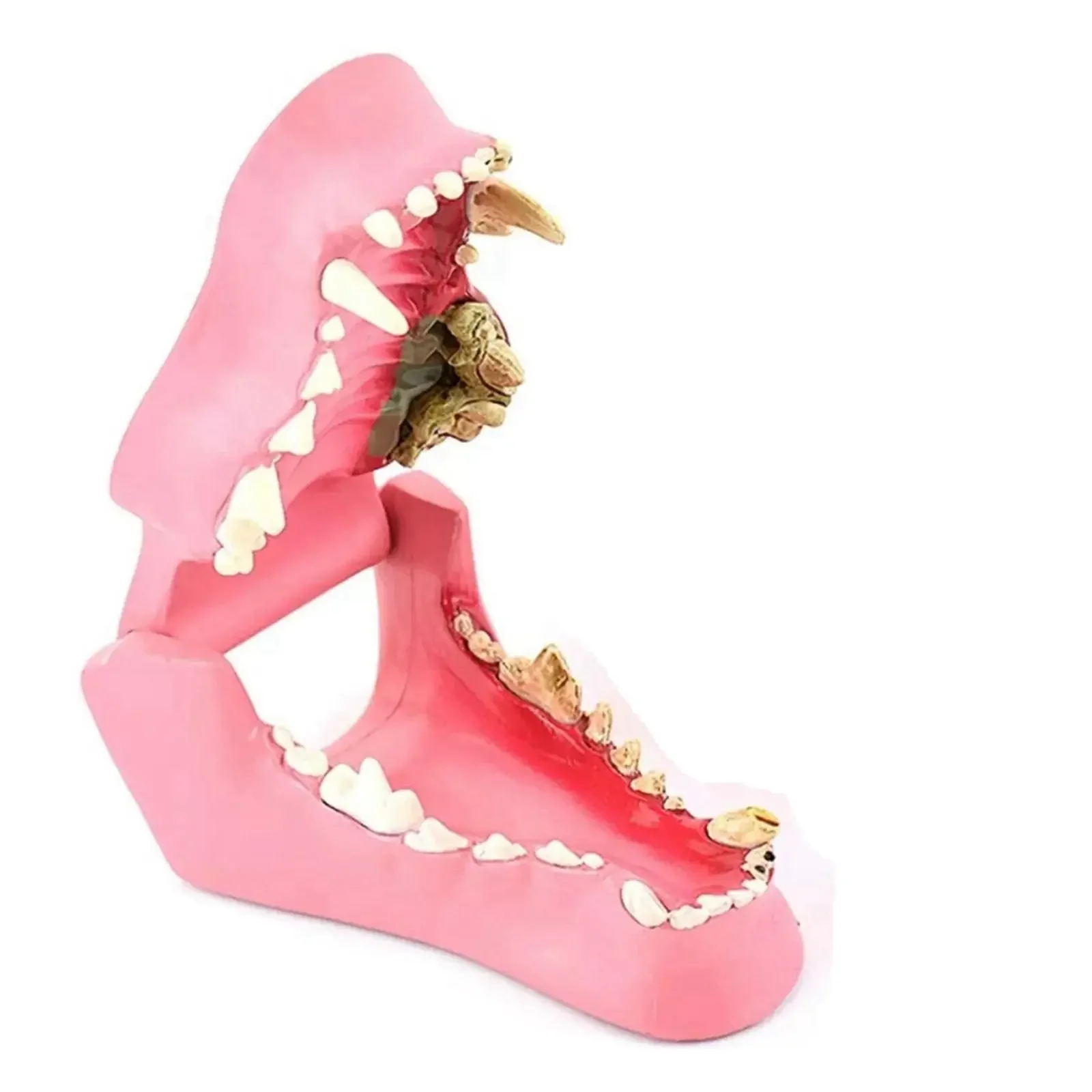 

Life Size Dog Teeth Canine Model Medical School