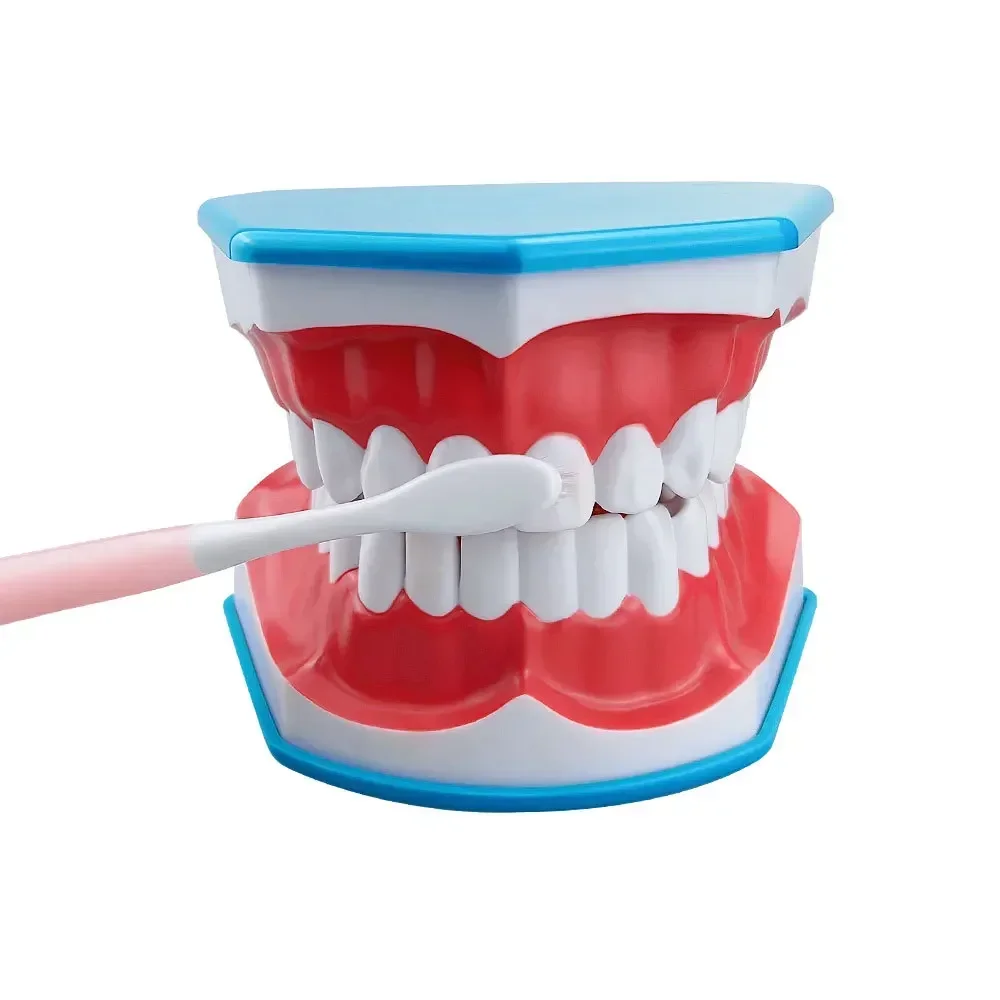 

Educational Demonstration Tool For Brushing Teeth, Study On The Structure Of Oral Teeth, Standard Dental Teaching Model