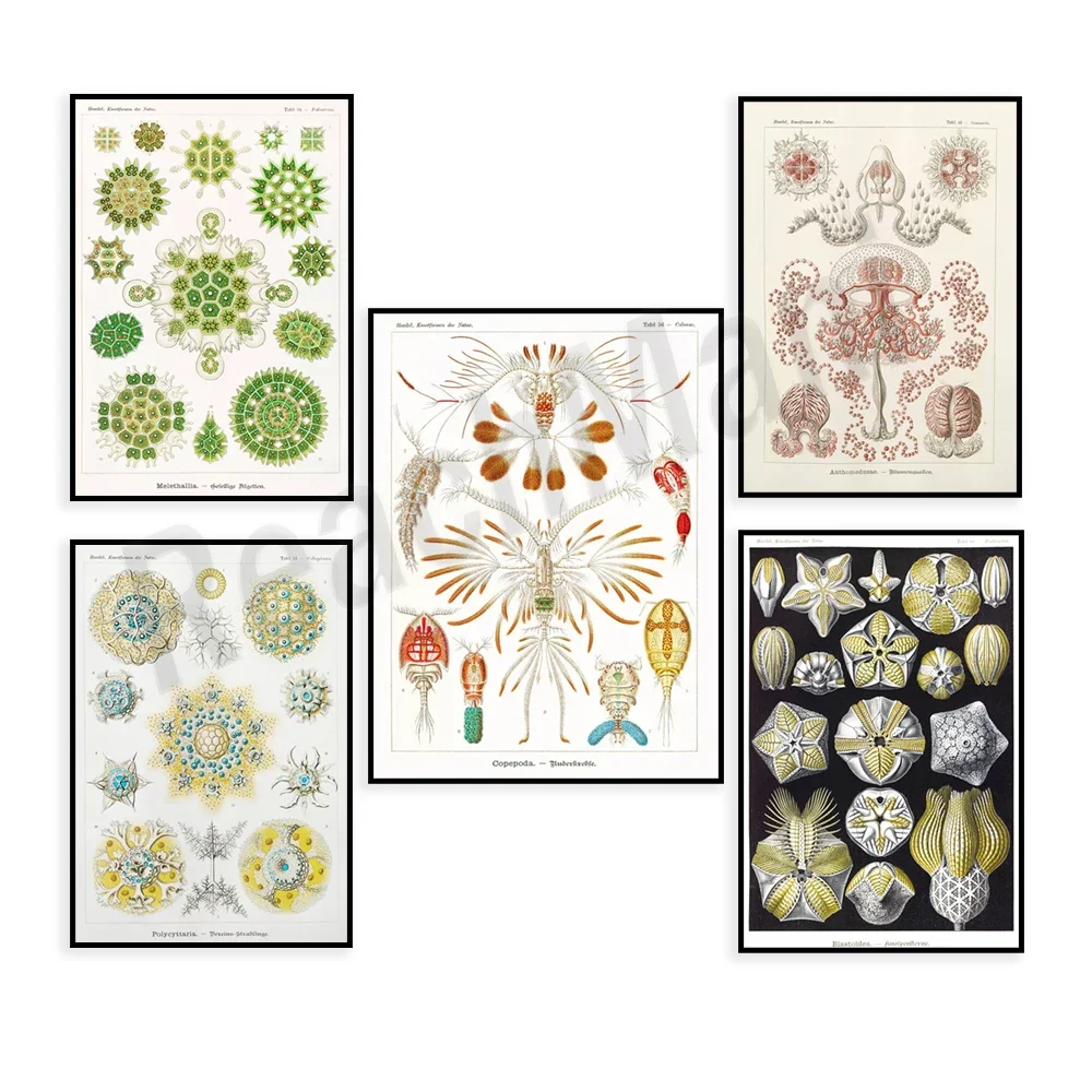 Microbiología Blasoides, cartel vintage de Ernst Haeckel y Adolf Giltsch, capullos marinos, medusas, especies de microalgas verdes, biología