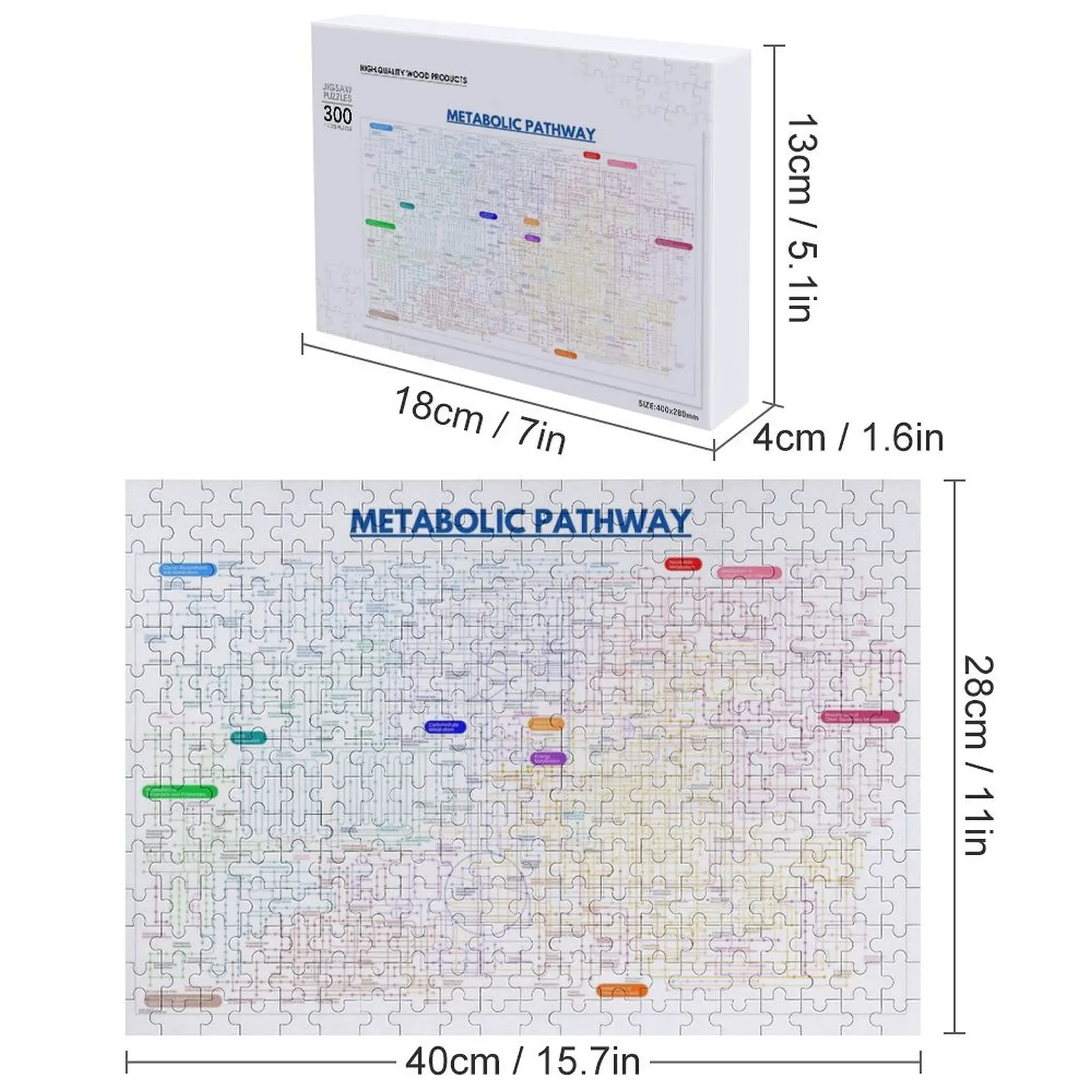 Mappa del percorso metabolico Jigsaw Puzzle Personalizza Personalizza Puzzle per bambini