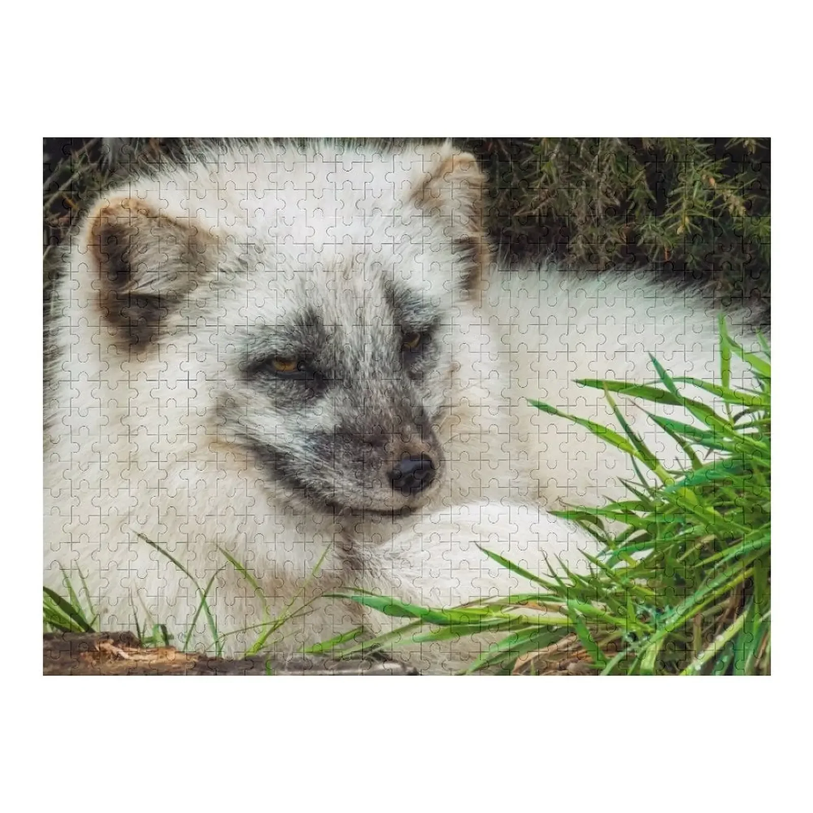 

Arctic Fox Jigsaw Puzzle Custom With Photo Wooden Adults Personalize Puzzle