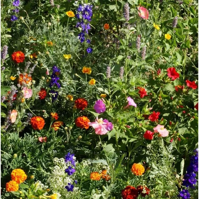 

5 lb. Deer Proof Wild Flower Seed Mix for All States