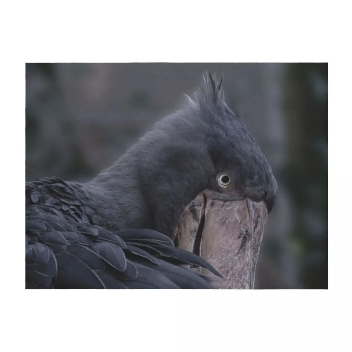 

Shoebill Smile Throw Blanket Nap Blankets Sofas Of Decoration Bed Personalized Gift Blankets