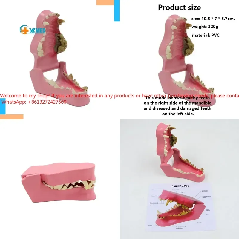 YL7-70015 Veterinary Model for Jaw and Dog Tooth Teaching PVC Material Animal Pathology Hospitals CE/ISO