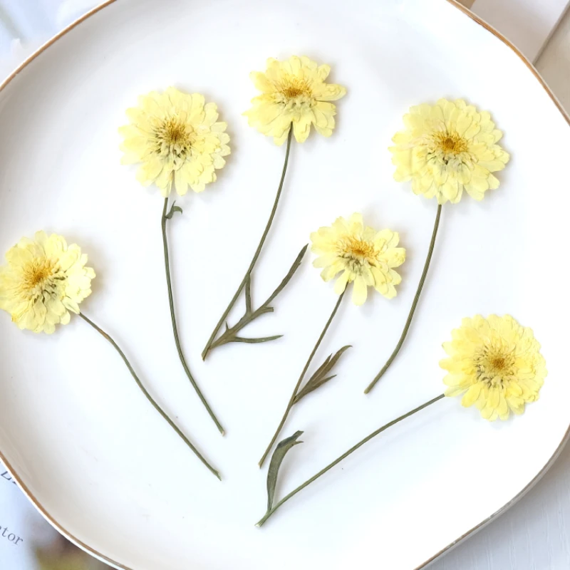 9-10cm/12PCS,nature Wax yellow chrysanthemum branches,pressed flower DIY drip glue bookmark coasters plant phote frame gift card