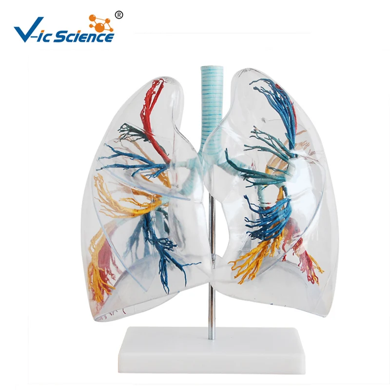 Medical Anatomy Model of the Transparent Lung Segment