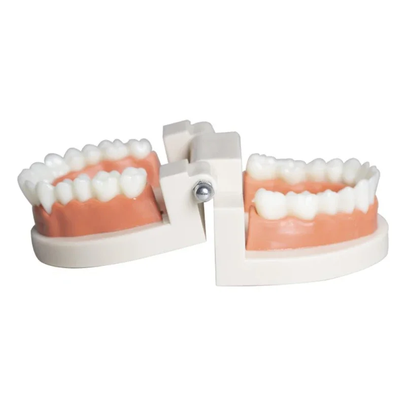 

Dental Resin Health Care Dental Teaching Dental Model Kindergarten Practice Brushing Model