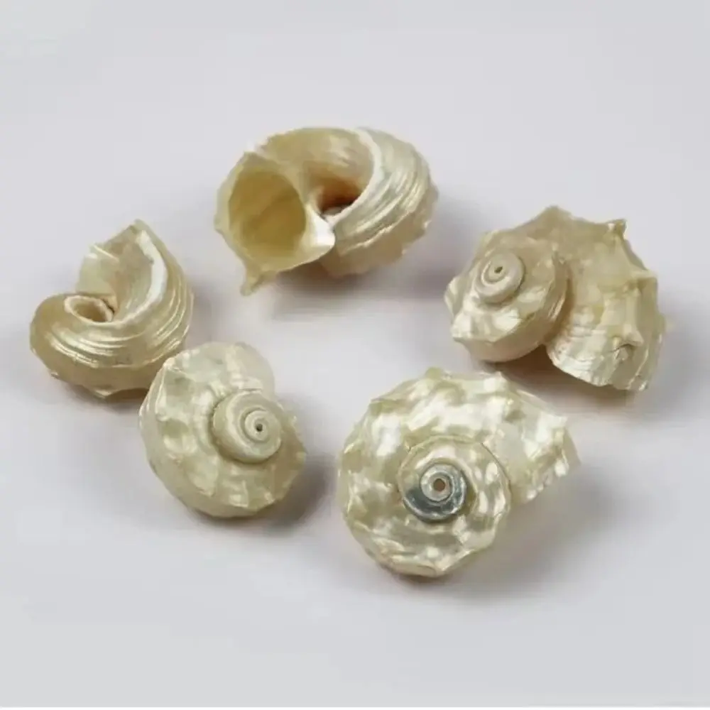 5pcs Natural Shell Conch Aquarium Tank Decoration Ornaments Landscaping Hermit Crab Alternative Shell Handmade Accessories DIY