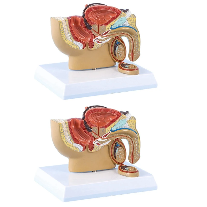 

4X 1:2 Male Pelvic Sagittal Section Testicular Prostate Bladder Rectal Urinary System Model