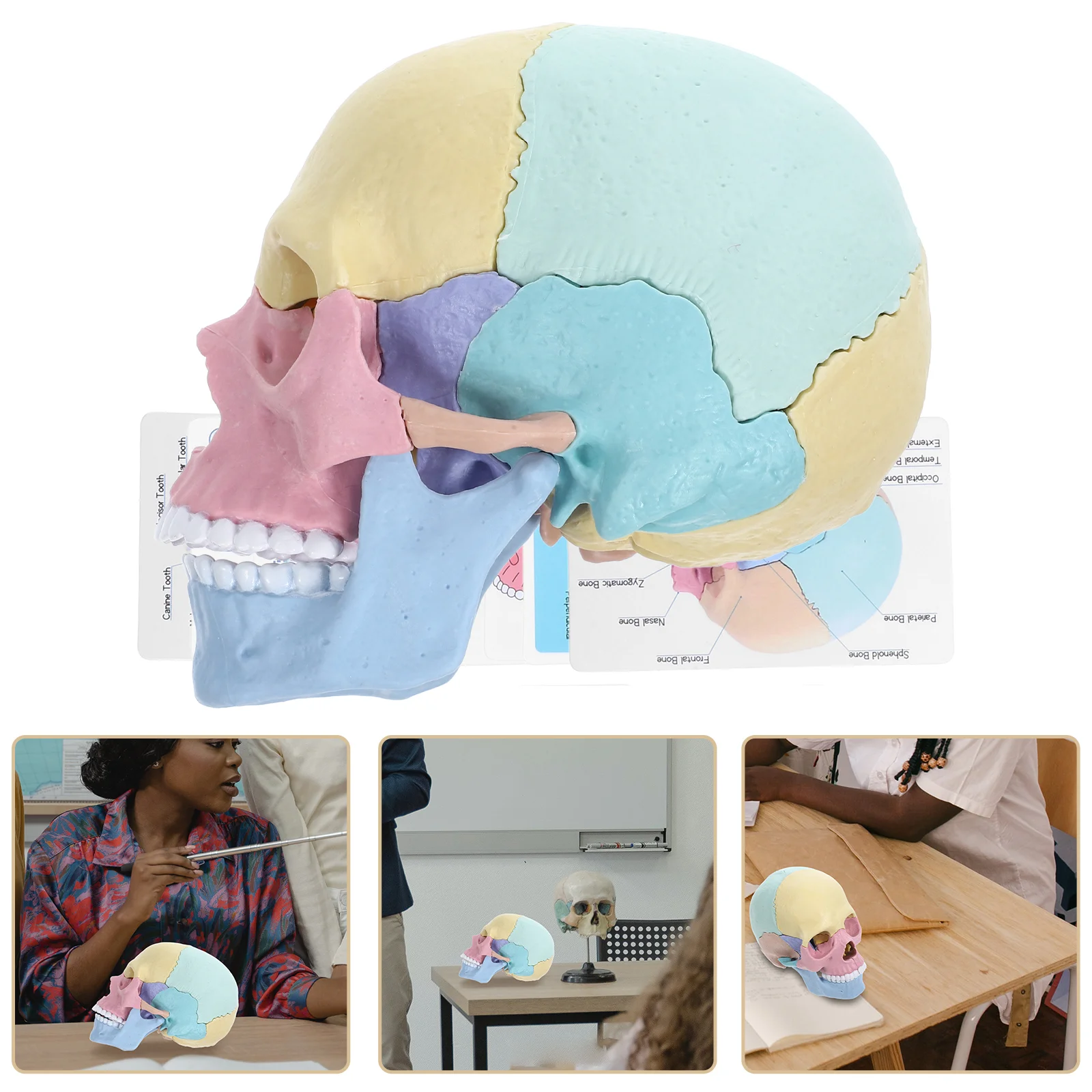 Skull Model Coloful Detachable Anatomy Colored Decor Classroom Teaching Assembly Stem LED Anatomical Halloween Colorful Human