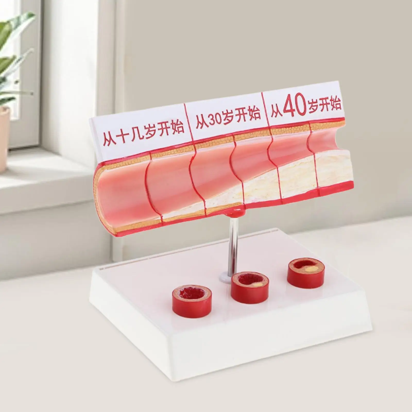 

Human Vascular Anatomical Model Practical Intuitive Science Education Display Tool for Research Learning Classroom School Study