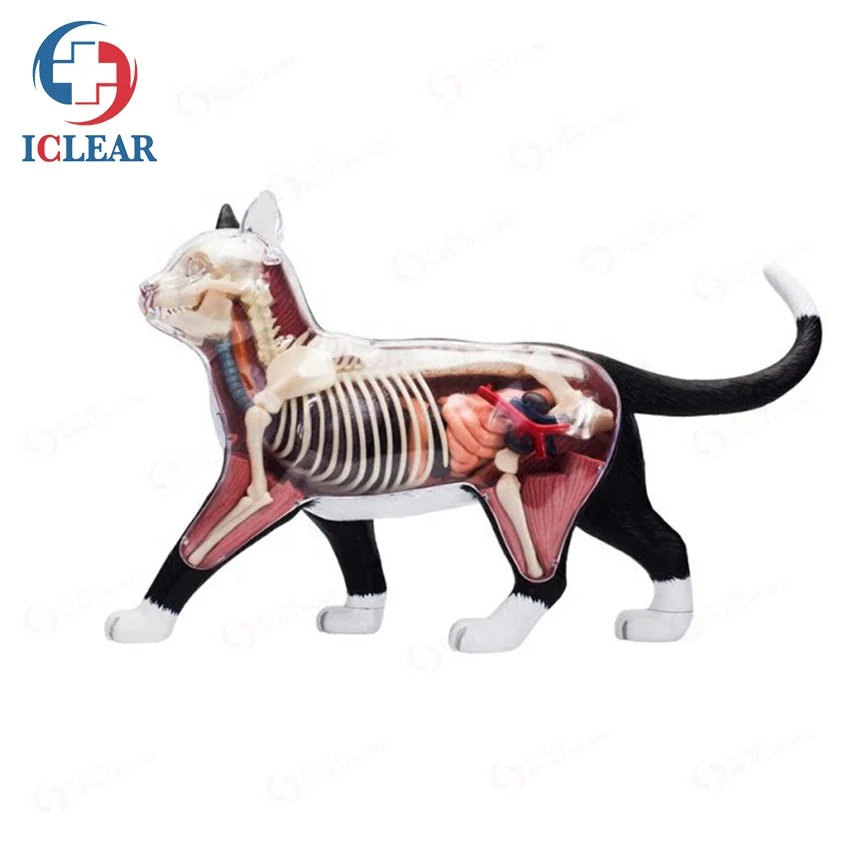 

Imported PVC Cats Anatomical Models of Animals for Medical Teaching