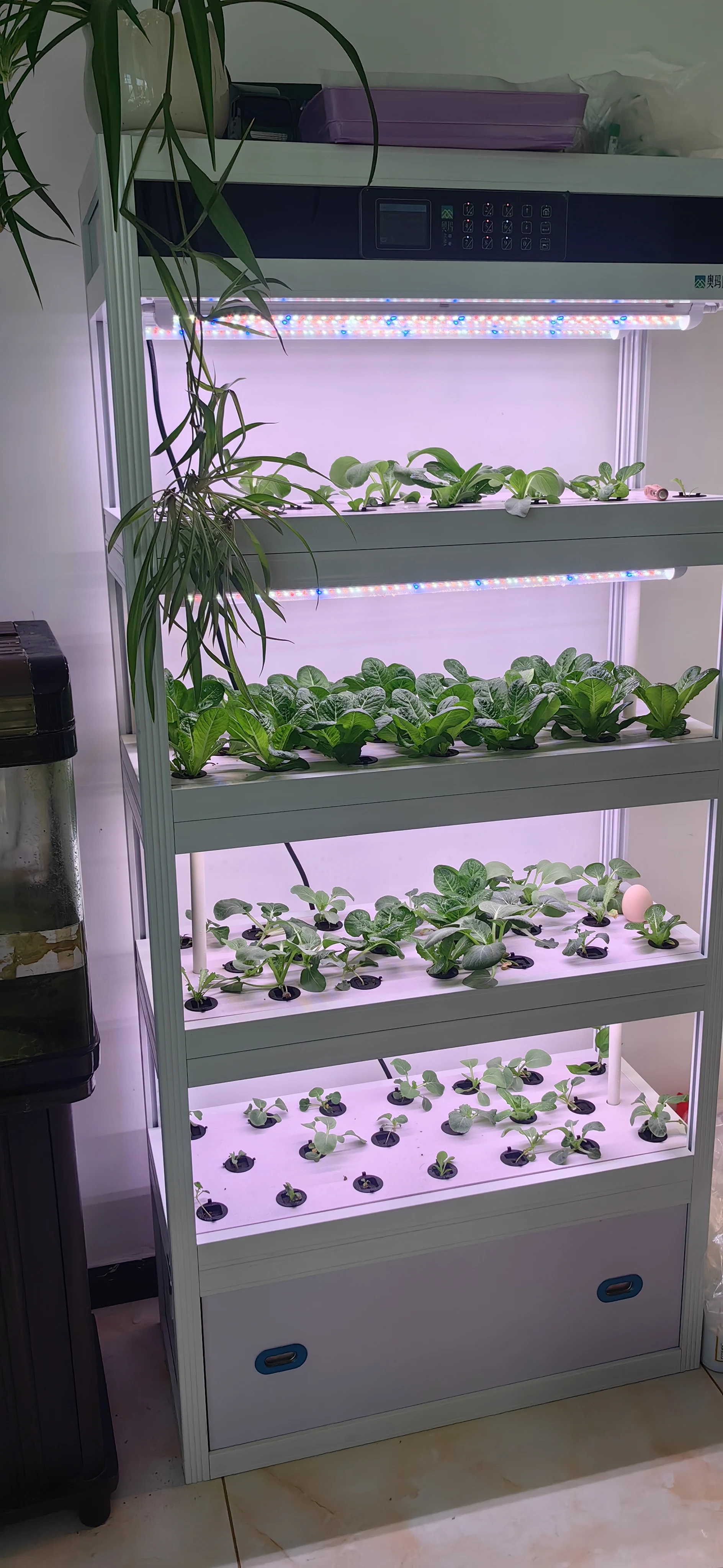 Indoor Intelligent Soilless Cu - Hydroponic System ulasan dan harga