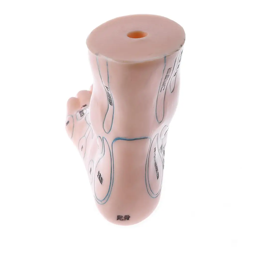 Human Feet Statue Reflexology Model Anatomical Acupoint Display for School Learning and Lab Supplies