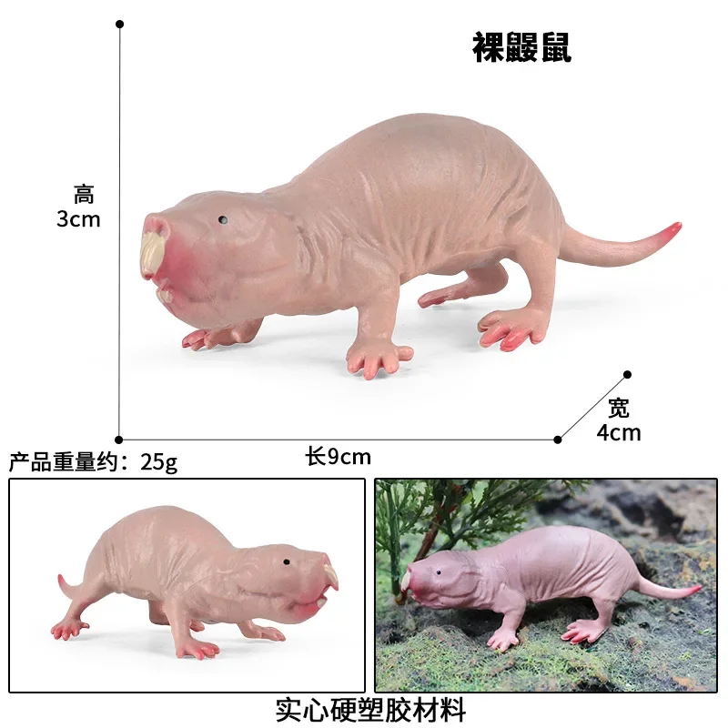 Solid Simulation Naked Mole Rat Wild Animal Model Rat Jungle Thorn Group Mole Rat Model Toy Sand Table Ornaments