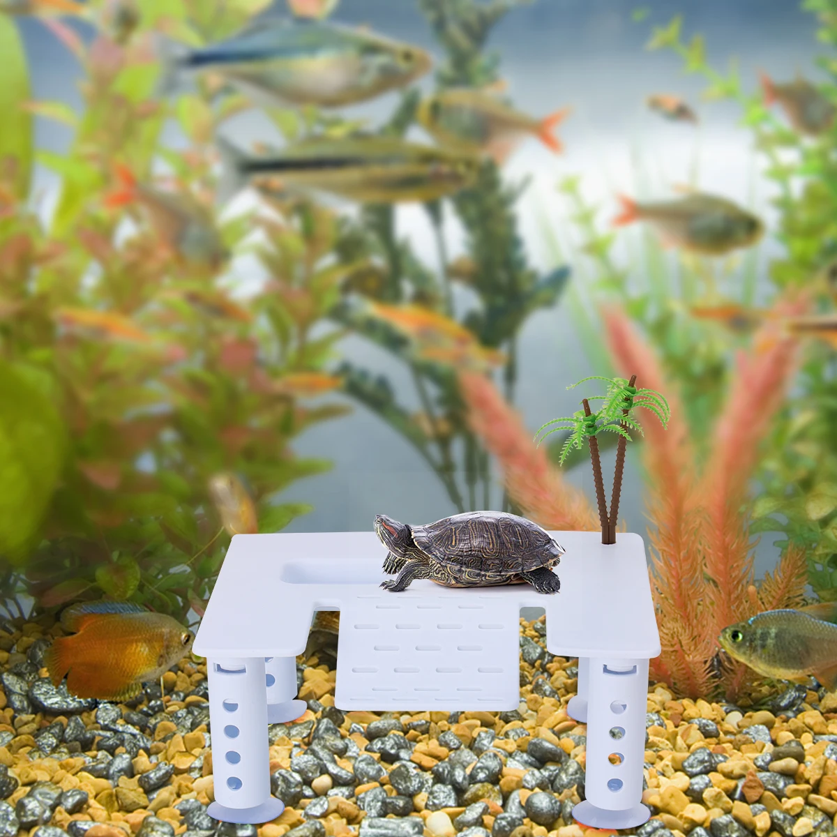 

Turtle Sunset Drying Back Platform Climbing Coconut Tree Tank White