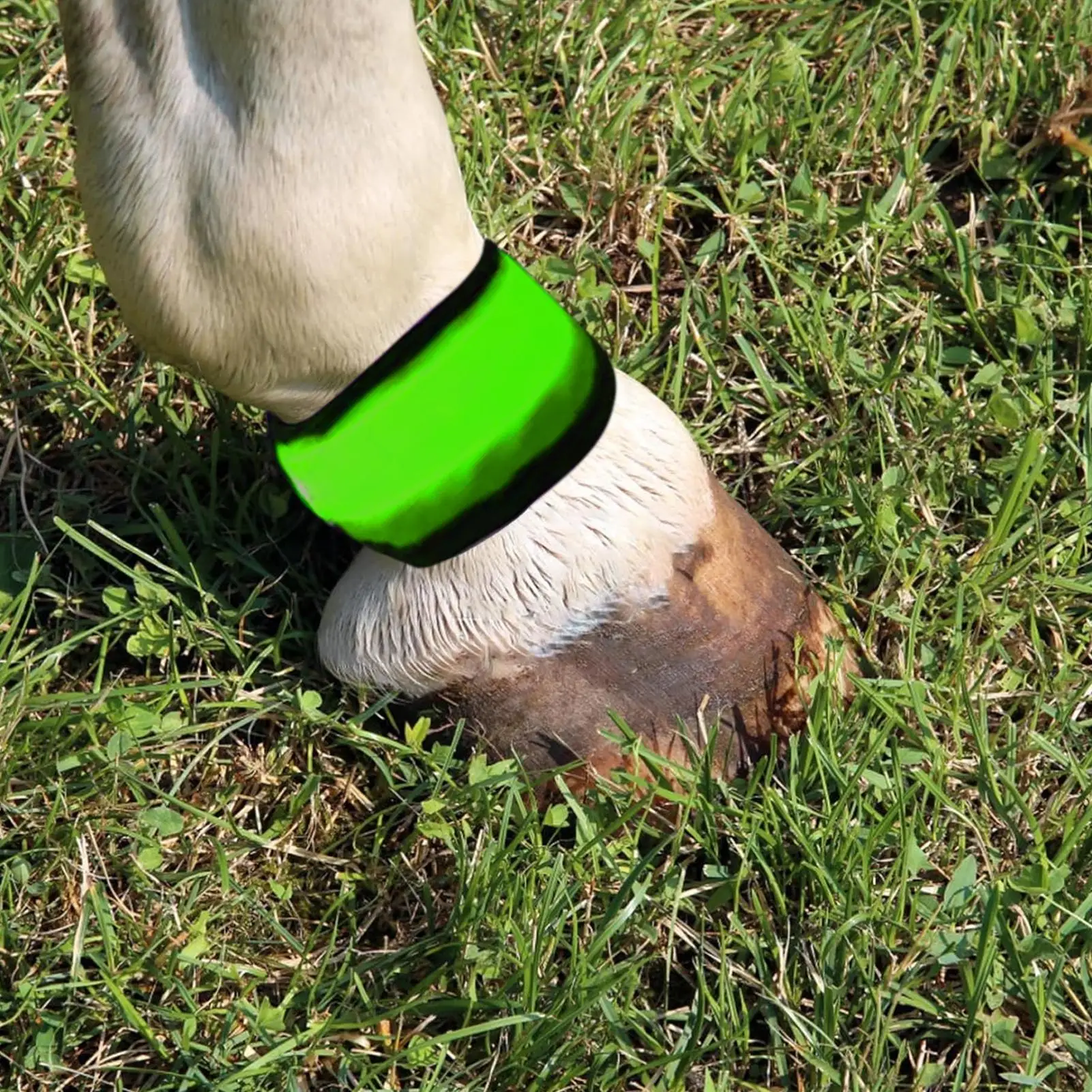 أربطة أرجل الحصان 4 قطع طماق السلامة 4 طرق توهج الأشرطة لركوب الليل درب الطريق موكب مزرعة كشك مزرعة مستقرة