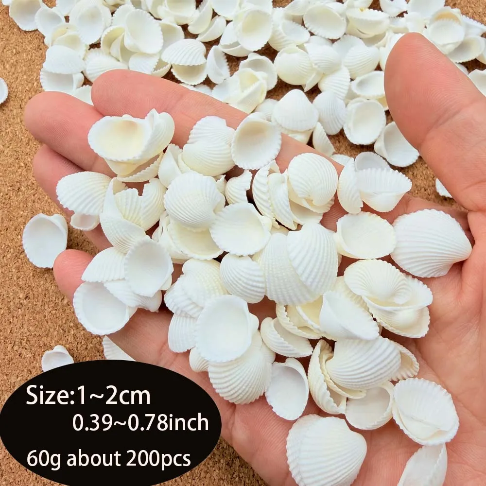 Small Natural White Clam Shells for Crafting, Jewelry Creation, Home Decoration, And Vase Embellishments