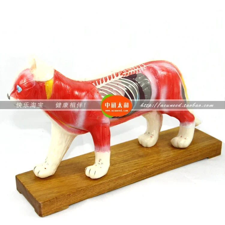 Acupuncture Point Model Animal Model Cat Anatomy Models Cat Anatomy Models