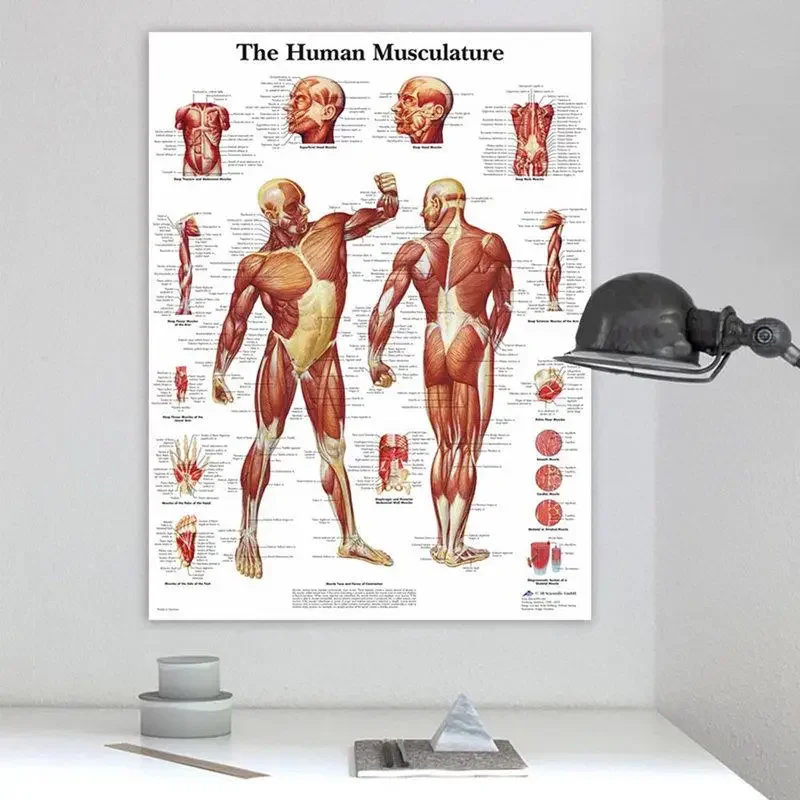 human anatomy muscles human anatomy muscles