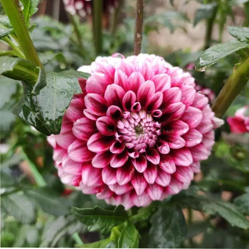 JX Servo DC6015 15KG Metal Gear 4.8-6.6V 0.10 Sec Servo digitale a coppia elevata per accessori per aerei robot per auto RC