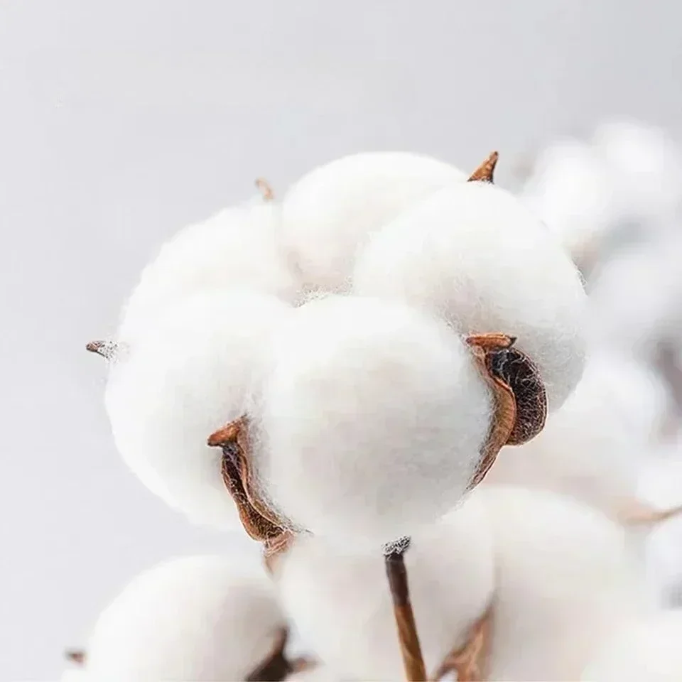 2025 جديد التوضيح حقل الطماطم L'Espace الجرافيك الطباعة تي شيرتات قطن للرجال والنساء قصيرة الأكمام