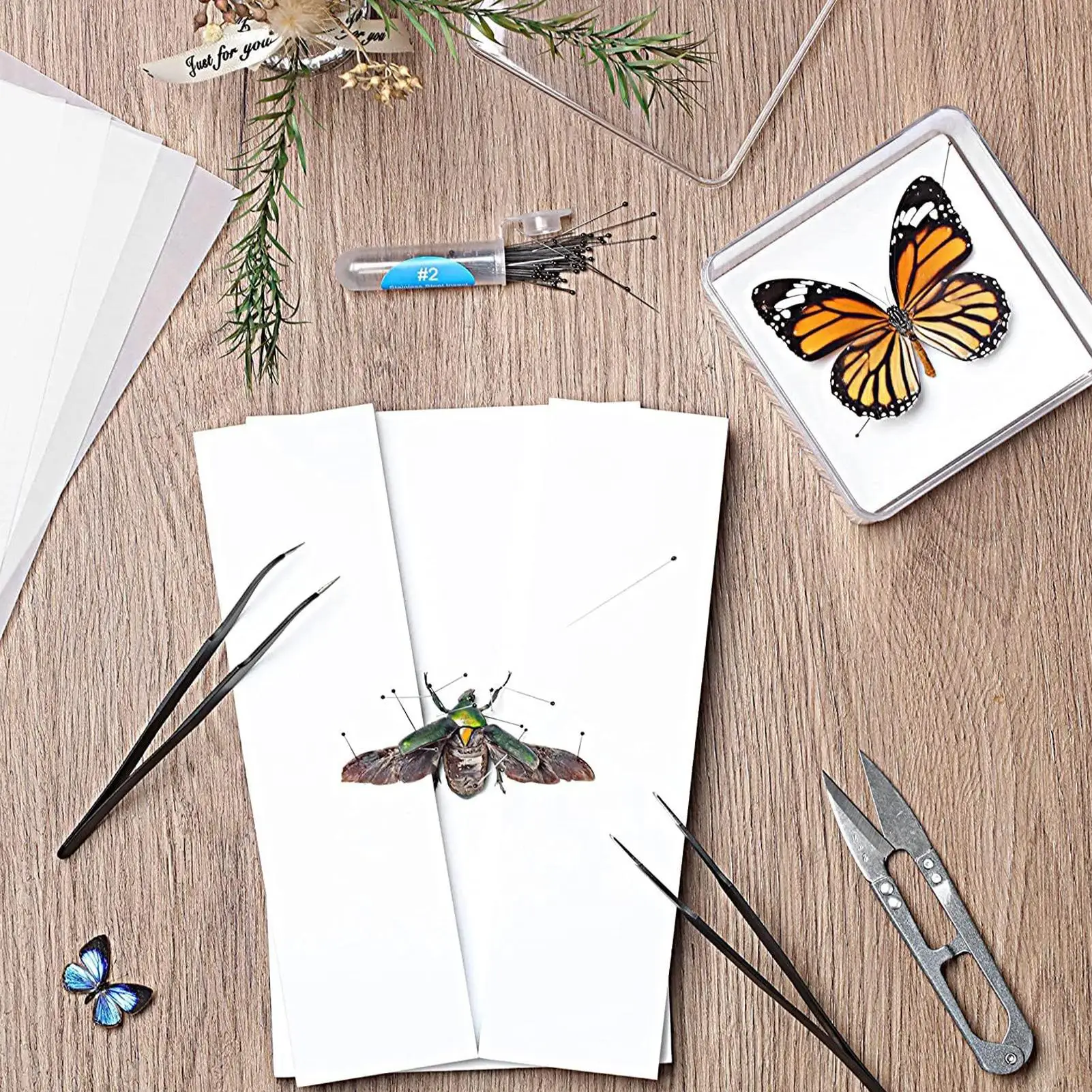 Insect Specimen Making Tools D - Science Toys Diy recension och pris