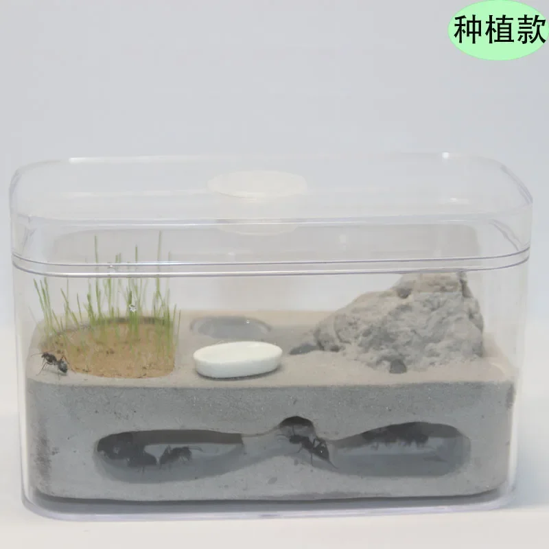 

Спостережение и раскопок гнезда почвы в муравьи Домашний студенческий научный класс