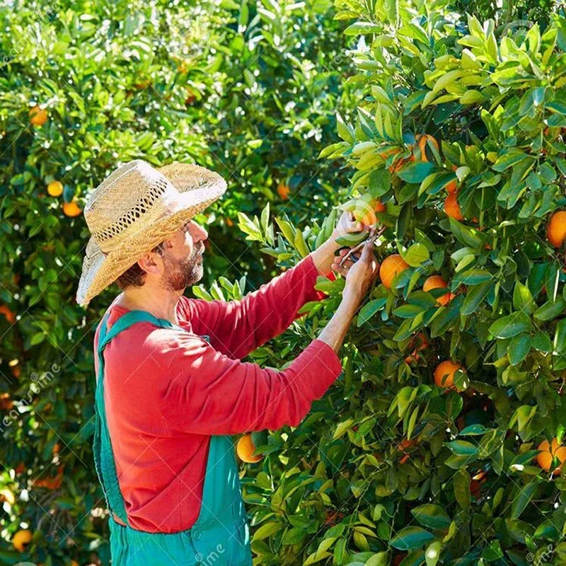 High Quality Orange Scissors Small Fruit Tree Pruning Shear Fruit Scissors For Gardening Fruit Experts