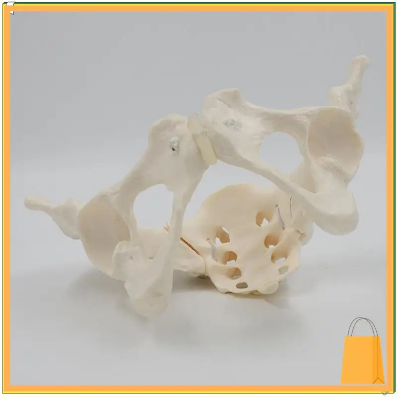 L52A-1 個等身大女性骨盤骨格モデル解剖モデル科学教育用