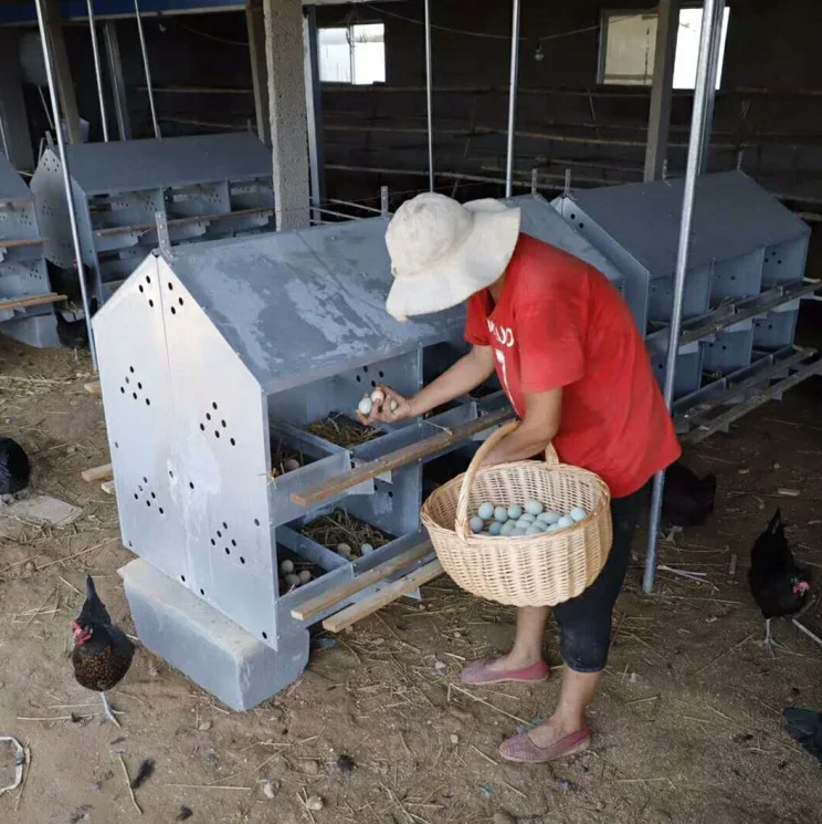 Poultry Automatic Drinking System Chicken Laying Nest Smart Chicken Nest Box