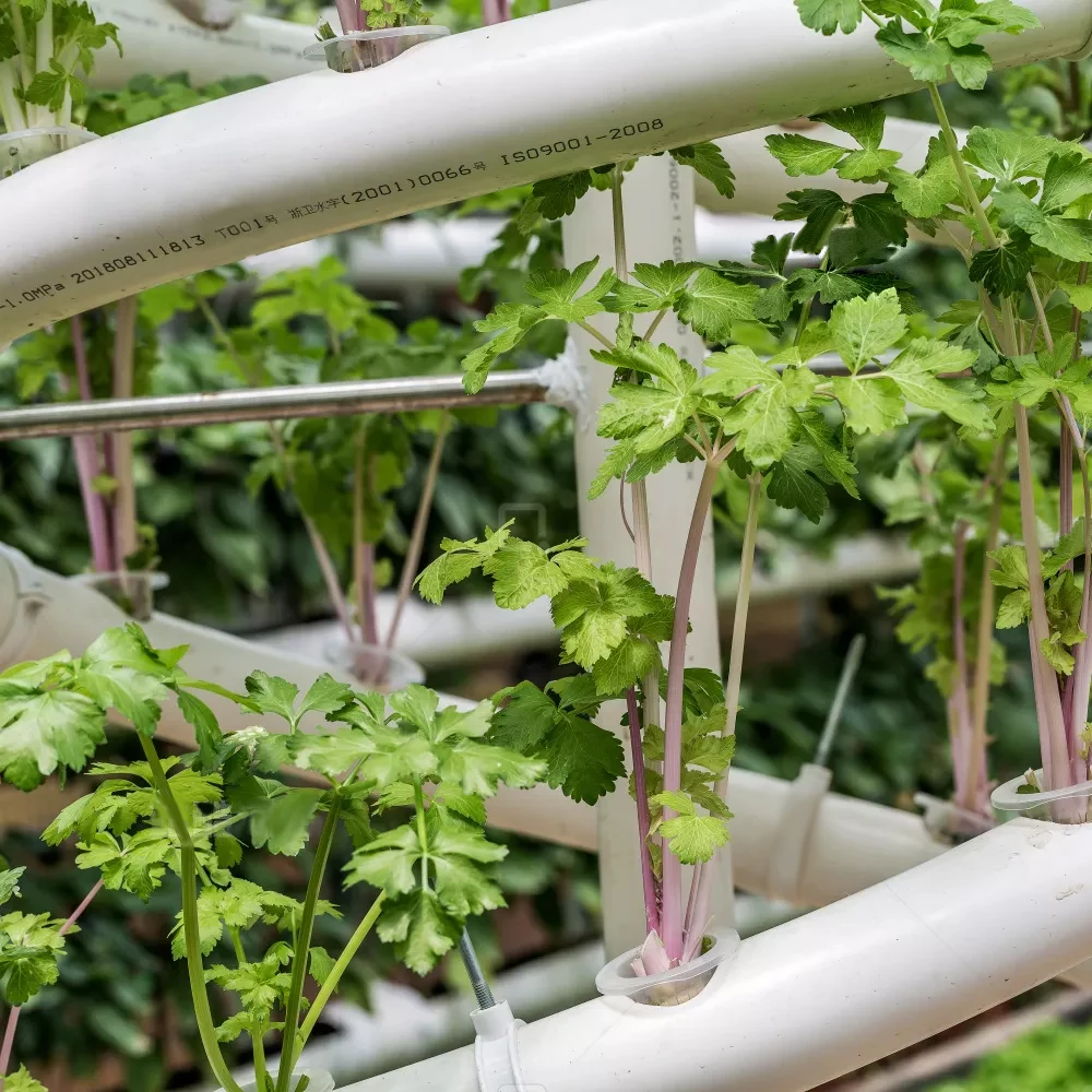 10 SZTUK Przezroczyste Plastikowe Gniazdo Siatka Siatka Roślin Kubek do Hydroponiki Aquaponic Orchidea Kosz Wiadro Szeroka Warga Pot Aeroponic
