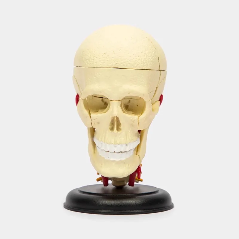 4D الإنسان كرنيا العصب الجمجمة نموذج التشريح التشريحي الطبي للطلاب تعليم لغز تجميع نموذج