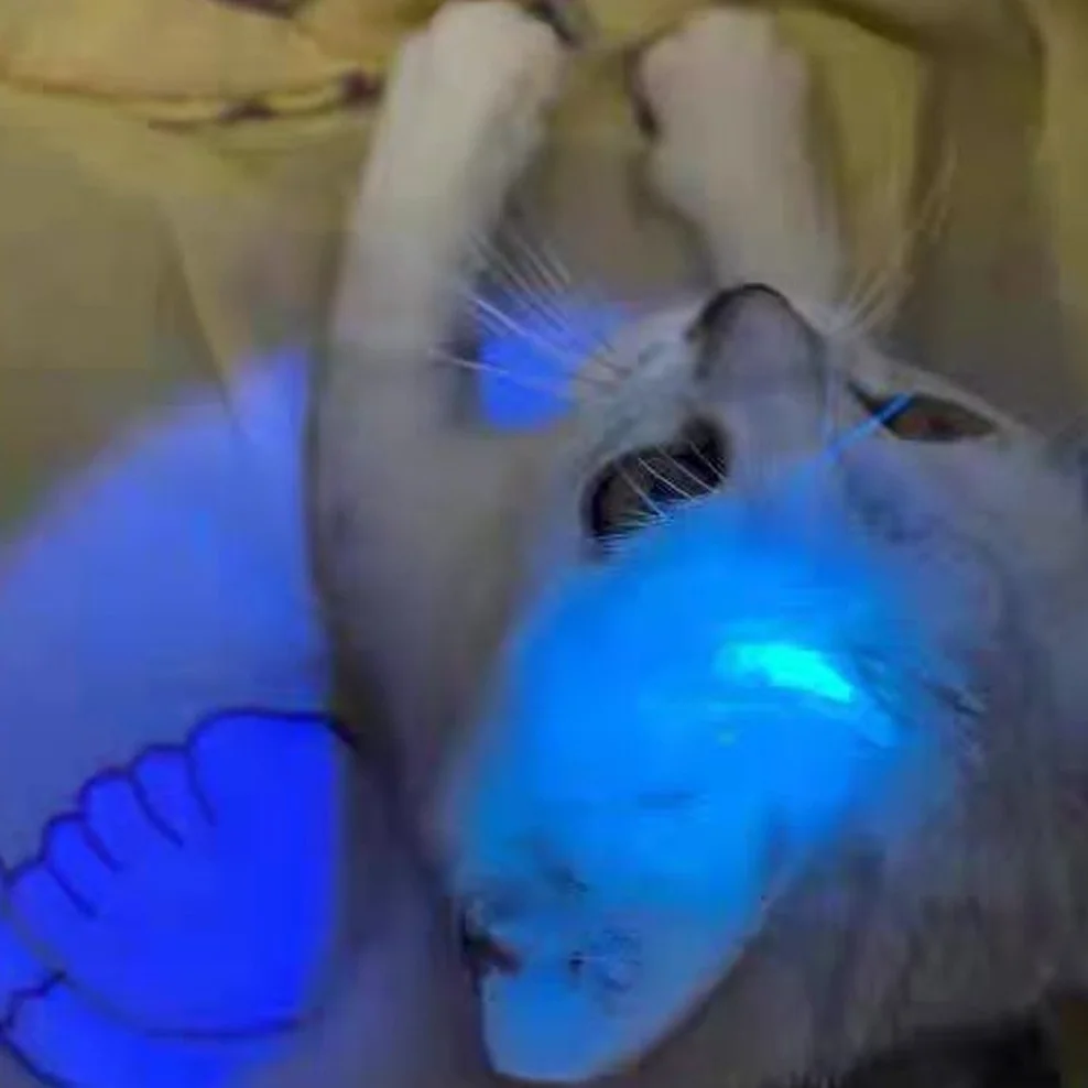 Stainless Steel Mini Lamp Led 365/395 UV Flashlight Torch Ultra Violet Light AAA Battery for Marker Checker Detection