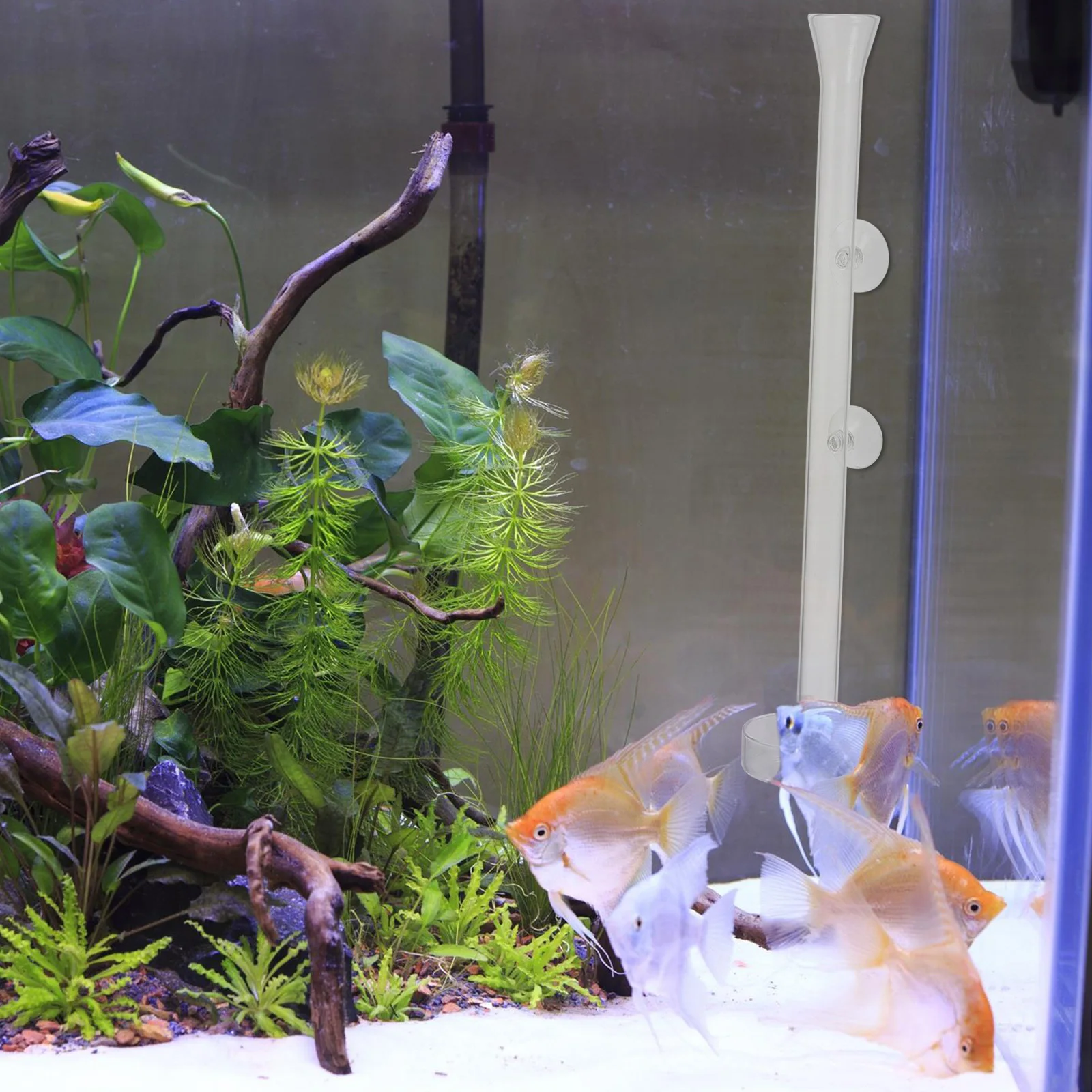 

1Set Shrimp Feeder 25cm Glass Tube Plate Transparent Food Container for Aquarium Fish Tank Crystal Shrimp Feeding