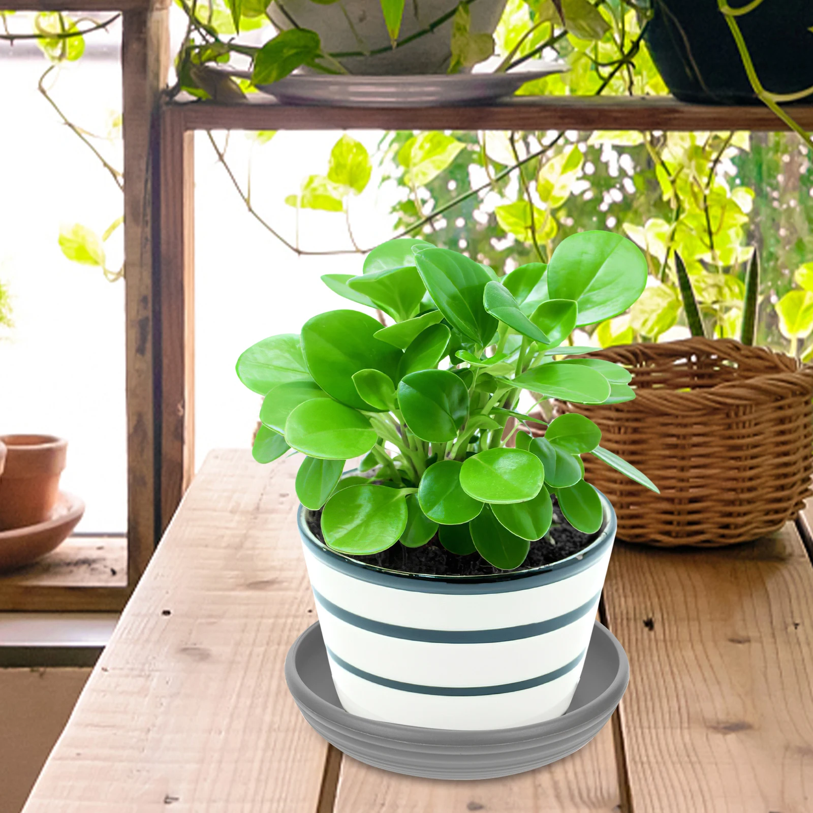 

3pcs Leak-proof Flower Pot Tray Drip Saucer for Succulent Round Bottom Trays Mini Plastic Gardening Water Trays Plant Pot Base