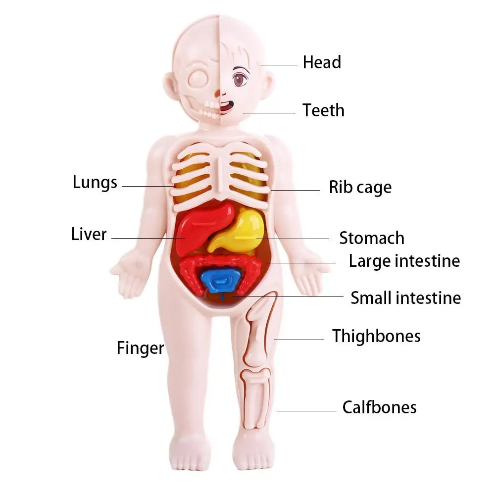 Anatomie Speelgoed Geassembleerd Speelgoed Menselijk Lichaam Pop Menselijk Lichaam Anatomie Speelgoed Menselijk Lichaam Orgaanmodel Menselijk Orgaanmodel Menselijk Orgaanmodel Menselijk Lichaamsmodel