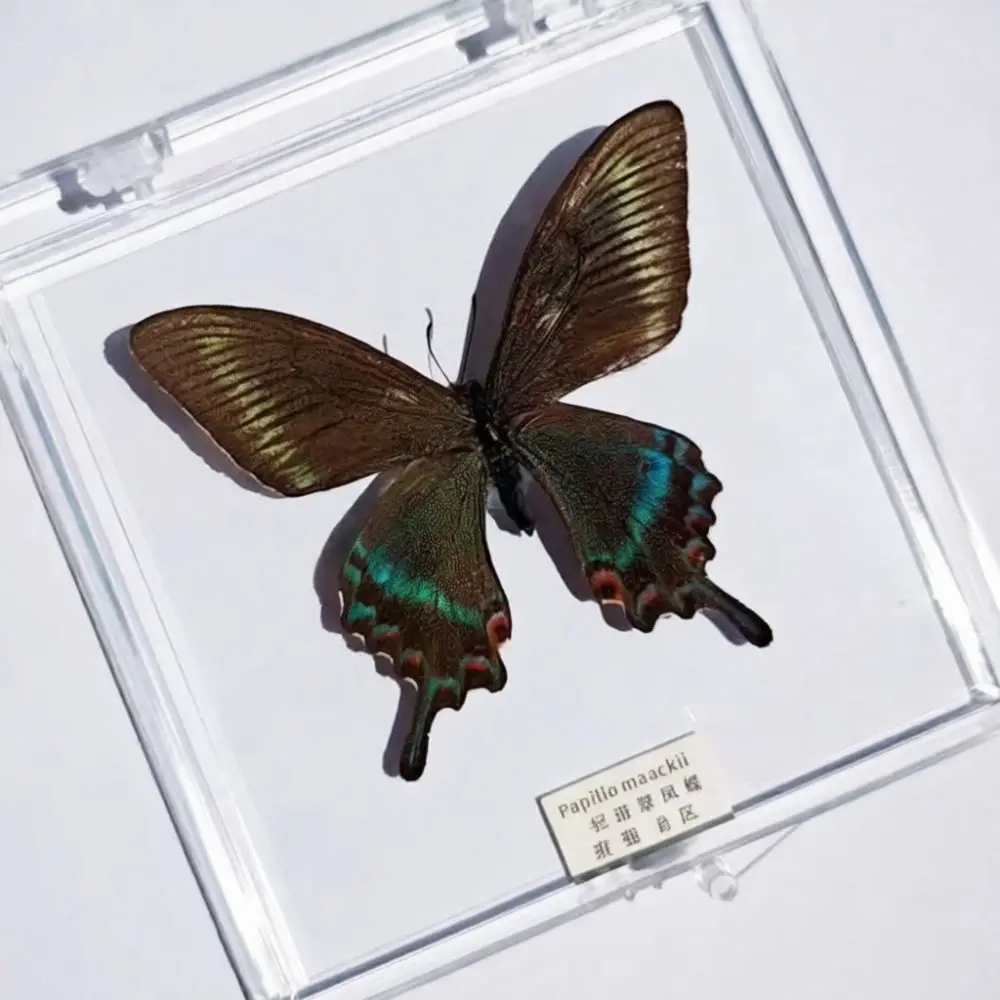 DIY Butterfly Specimen Box Craft Gift Real Biological Teaching Aid Decorative Handmade Display Case For Home Decor