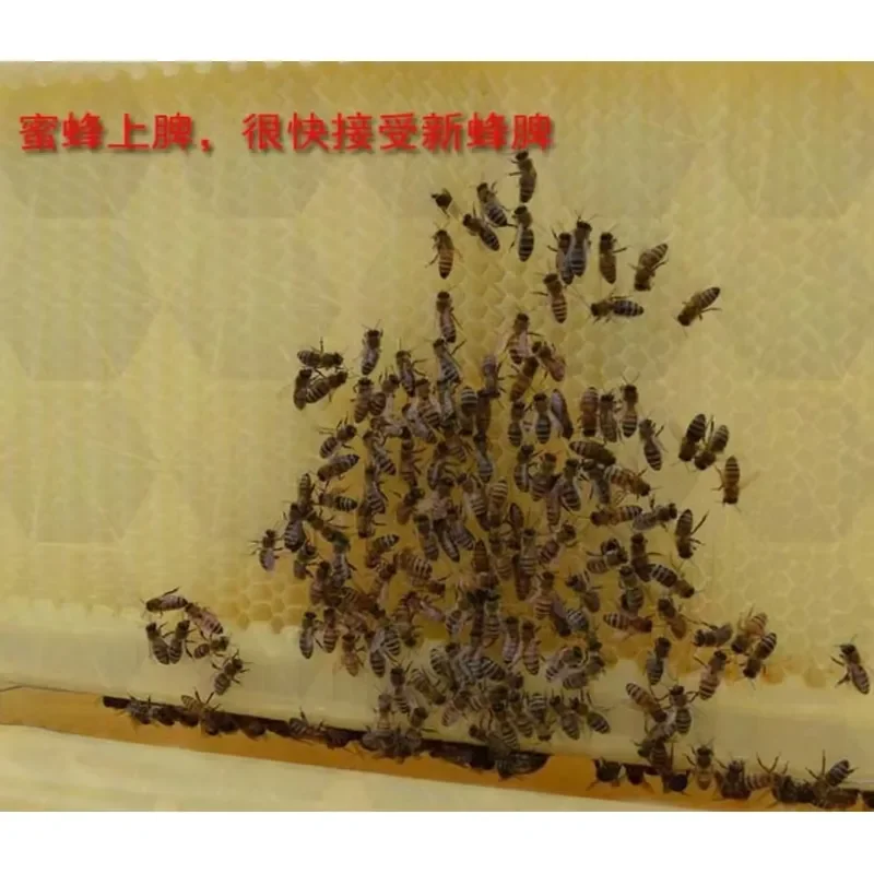 Hot Sale Small 4 Spleen Plastic Automatic Honey Collection Hive & For 4 Spleen Hive Foundation Waxed Wooden Beehives