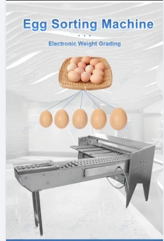 5 Row Lane Egg Sorter Scale and Grader Weigh Inspection 10000 Egg/hr Duck Egg Grade Machine for Sale