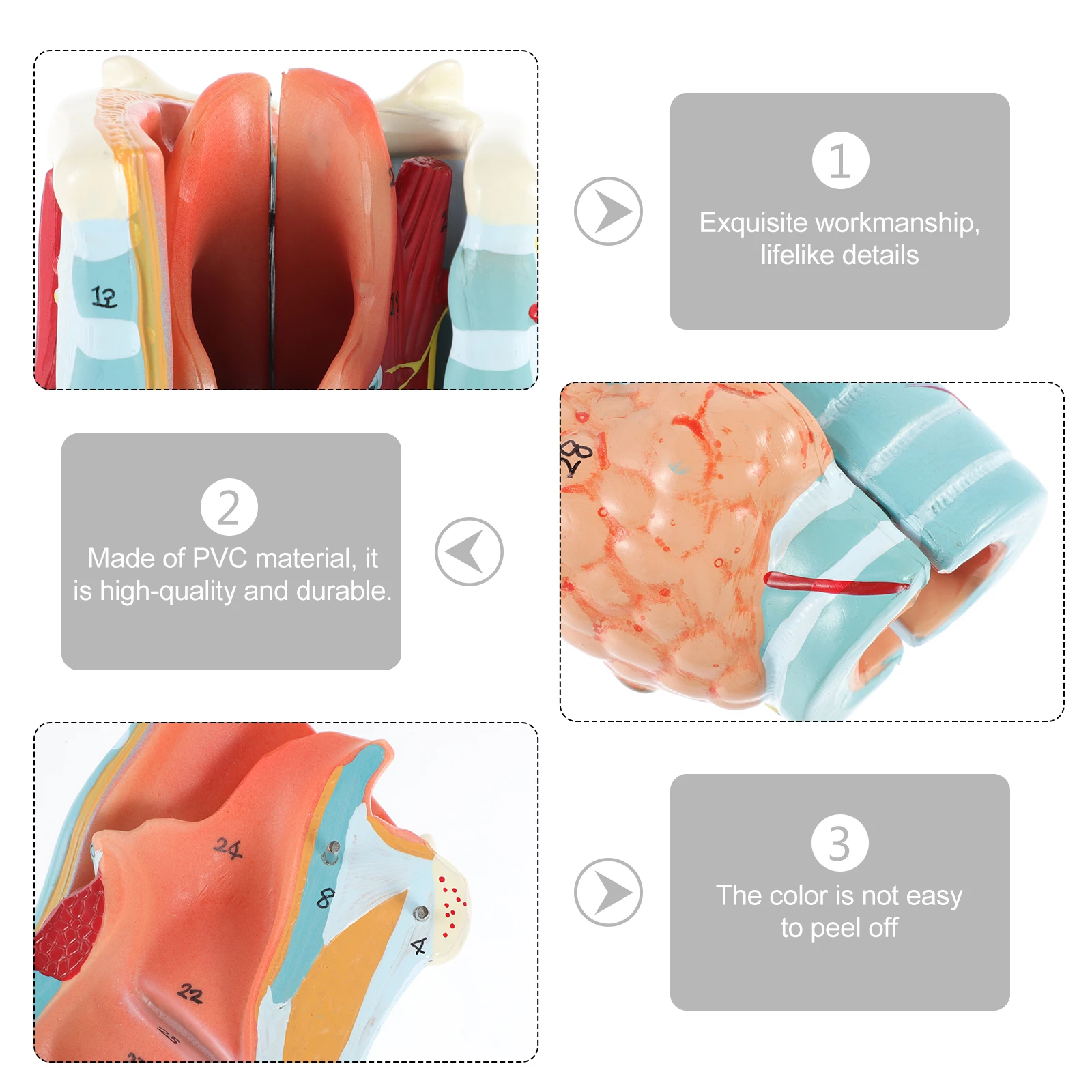 Modelo anatómico humano, modelo de agrandamiento laríngeo humano, visualización Vascular laríngea de órganos de inclinación respiratoria