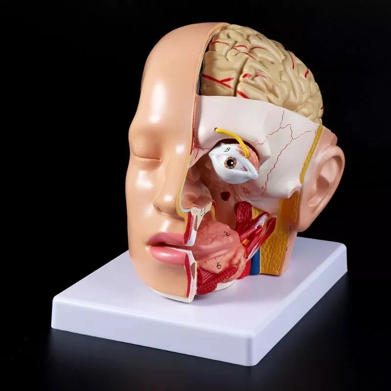 Human Anatomy Head Skull Brain Cerebral Artery Anatomical Model For Teaching material escolar