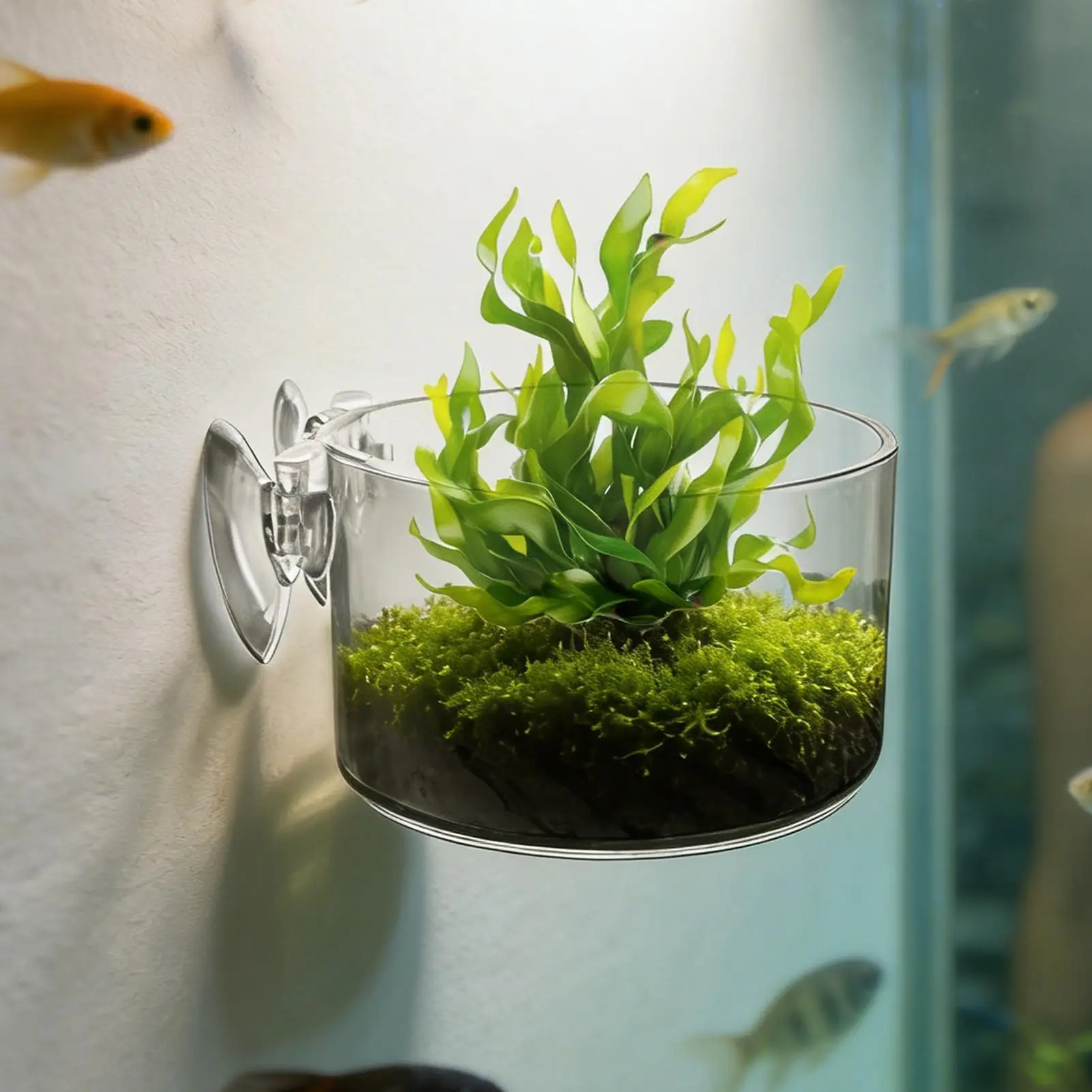 Aquarium Plant Holder Acrylic Aquatic Plant Cup Aquarium Fish Tank Glass Plant Pot With Suction Holder Feeding Container Stand