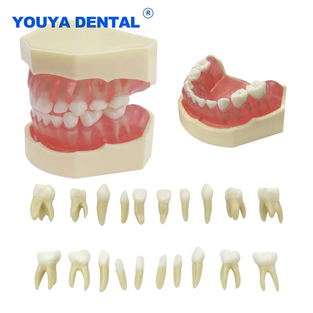 

Soft Gum Kids Teeth Model Removable Resin Teaching Model Training Jaw Typodont Standard Patient Education Dentistry Researching