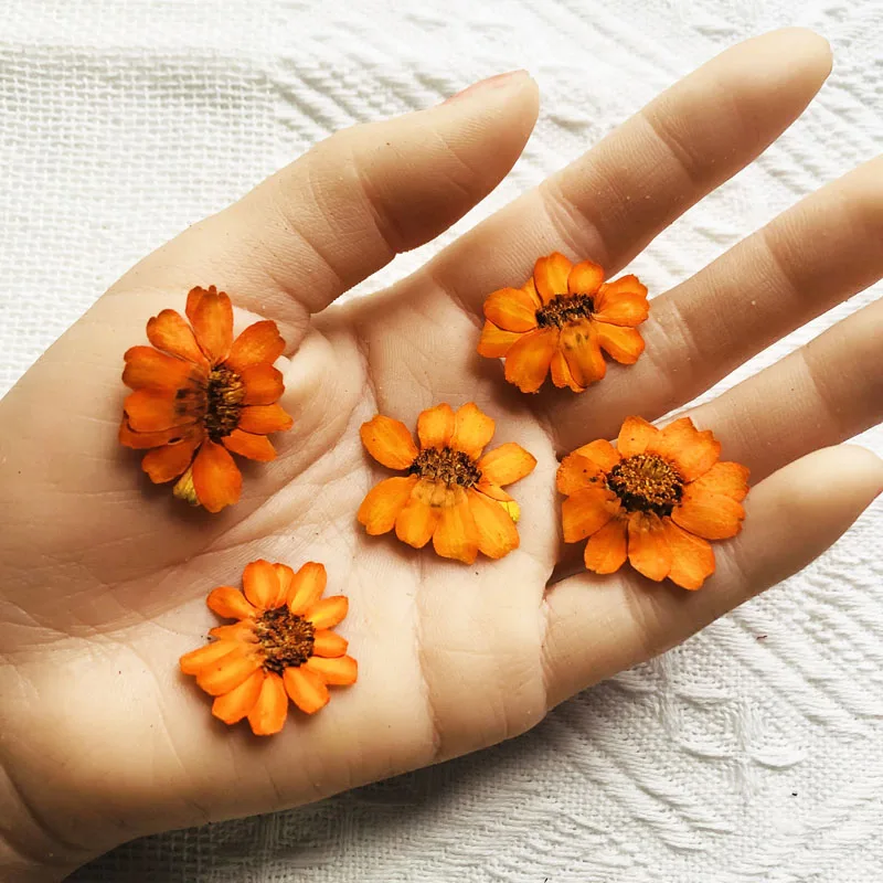 60pcs Pressed Dried Orange Zinnia elegans Jacq. Flower Plant Herbarium Craft DIY Postcard Invitation Card Making Accessories