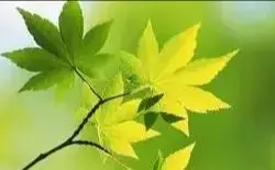 

SC 1.2V 3000mAh Rechargeable Battery Sc Sub C Ni-cd Cell Batteries with Welding Tabs for Electric Drill Screwdriver