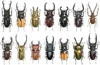 29pcs Didrepanephorus Yunnana Clermonti Insect Specimen Real Beetle Steam Insect Photography Collection Natural Gift Home Decor