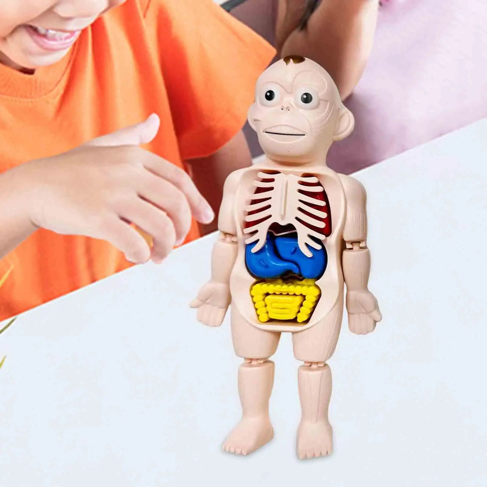 Human Body Puzzle for Kids Teaching Tool Interactive 3D Human Body Torso Model Organ Model for Home Demonstration Preschool